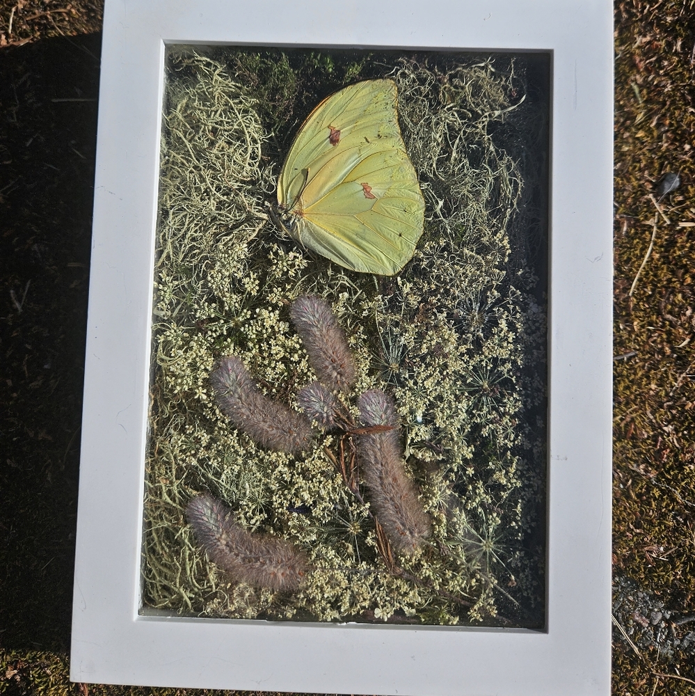 Real framed Butterfly 🦋 - Picture 2 of 2